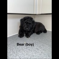 Poochon