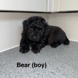 Poochon