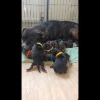 Presa Canario