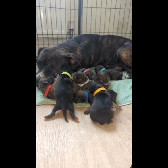 Presa Canario