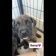 Presa Canario
