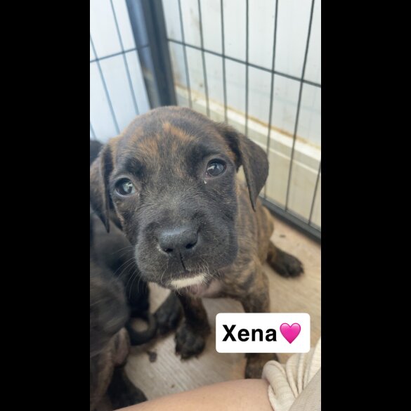 Presa Canario