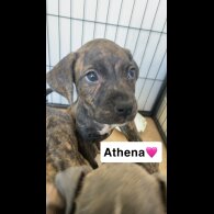 Presa Canario