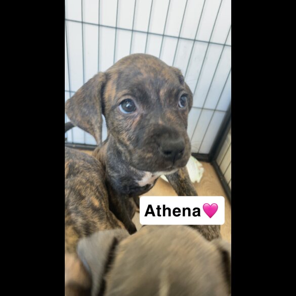 Presa Canario