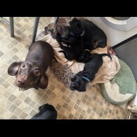 Dachshund (Smooth Haired)