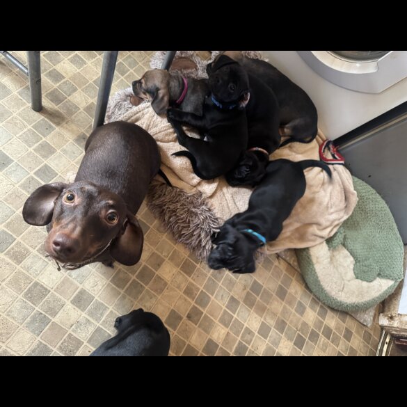 Dachshund (Smooth Haired)