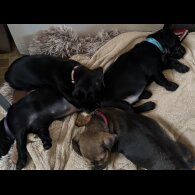 Dachshund (Smooth Haired)