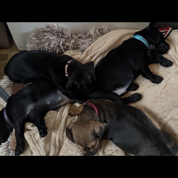 Dachshund (Smooth Haired)