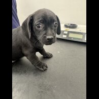 Dachshund (Smooth Haired)