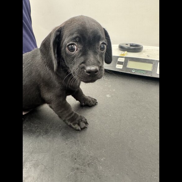 Dachshund (Smooth Haired)