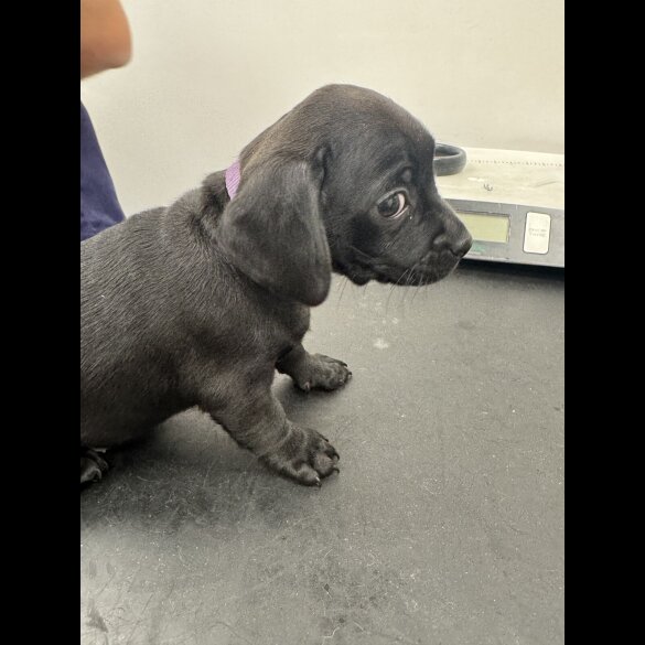 Dachshund (Smooth Haired)