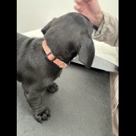 Dachshund (Smooth Haired)