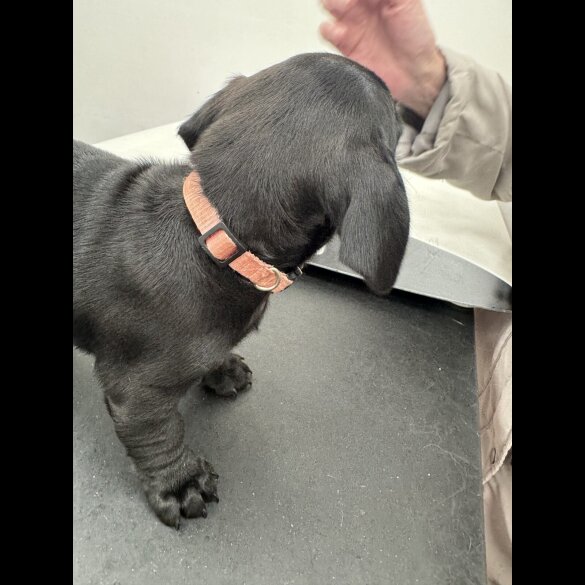 Dachshund (Smooth Haired)