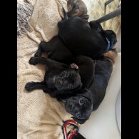 Dachshund (Smooth Haired)