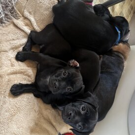 Dachshund (Smooth Haired)