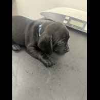 Dachshund (Smooth Haired)