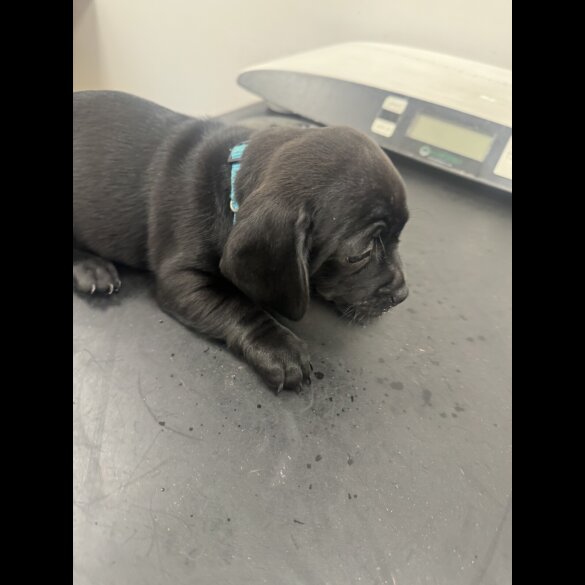 Dachshund (Smooth Haired)