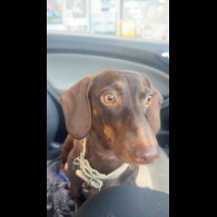 Dachshund (Smooth Haired)