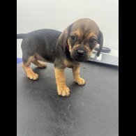 Dachshund (Smooth Haired)