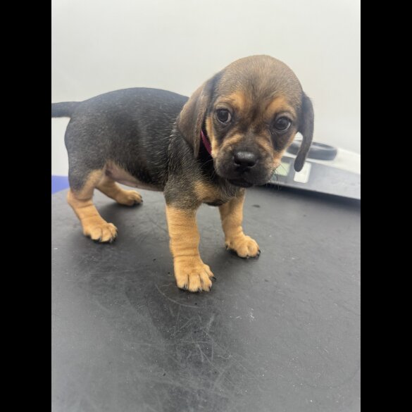 Dachshund (Smooth Haired)