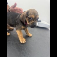 Dachshund (Smooth Haired)