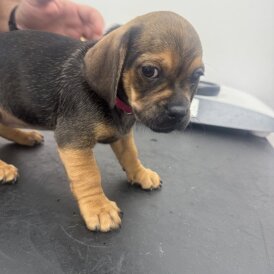 Dachshund (Smooth Haired)