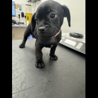 Dachshund (Smooth Haired)