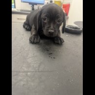 Dachshund (Smooth Haired)