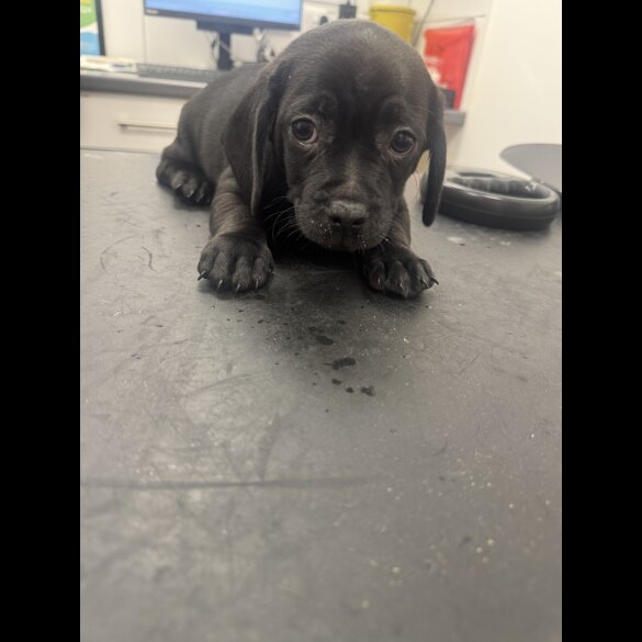 Dachshund (Smooth Haired)