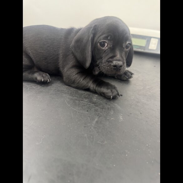 Dachshund (Smooth Haired)