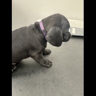 Dachshund (Smooth Haired)