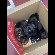 Dachshund (Smooth Haired)