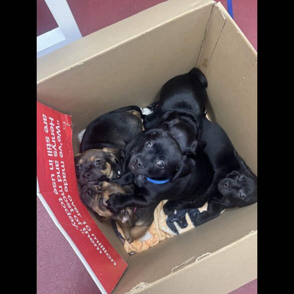 Dachshund (Smooth Haired)