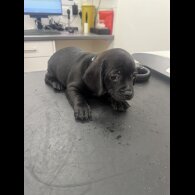 Dachshund (Smooth Haired)