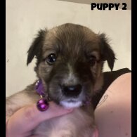 Mixed Breed