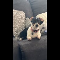 Dachshund (Miniature Smooth Haired)
