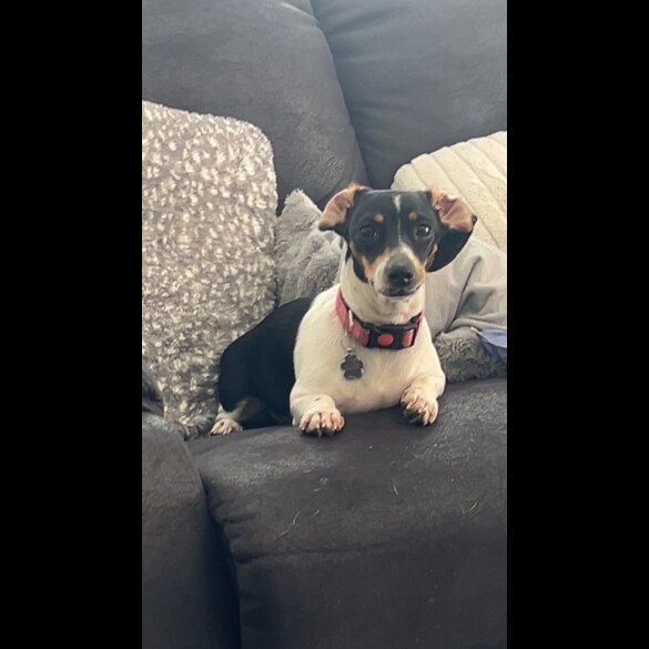 Dachshund (Miniature Smooth Haired)
