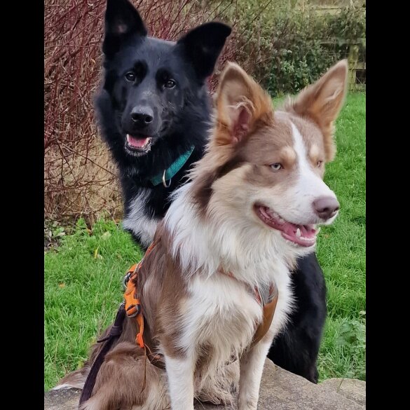Border Collie