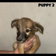 Mixed Breed