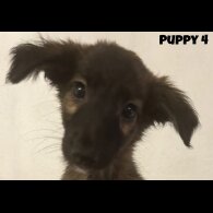 Mixed Breed