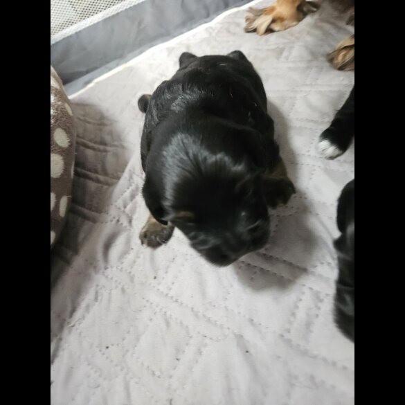Mixed Breed