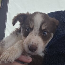 Border Collie