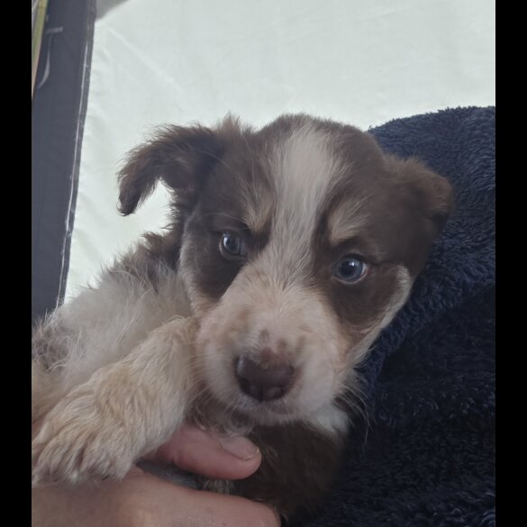Border Collie