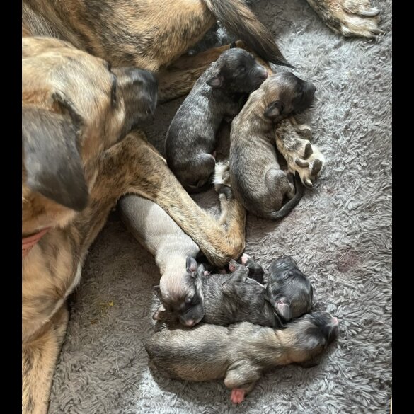Mixed Breed