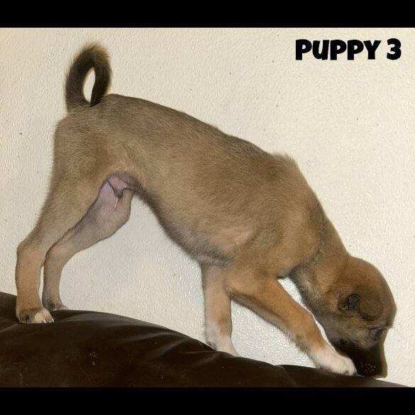 Mixed Breed