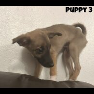 Mixed Breed