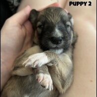 Mixed Breed