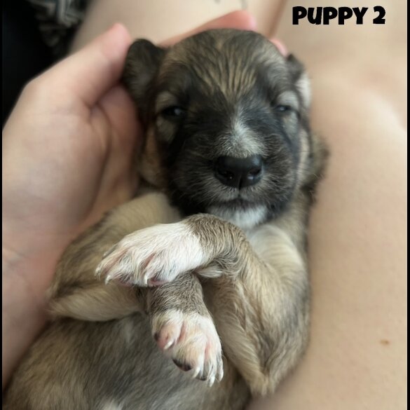Mixed Breed