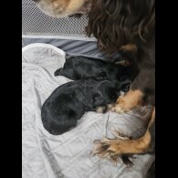Mixed Breed