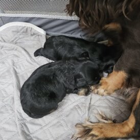 Mixed Breed